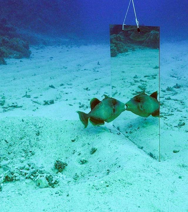 Haben Tiere ein Ich? - 42 - Die Antwort auf fast alles