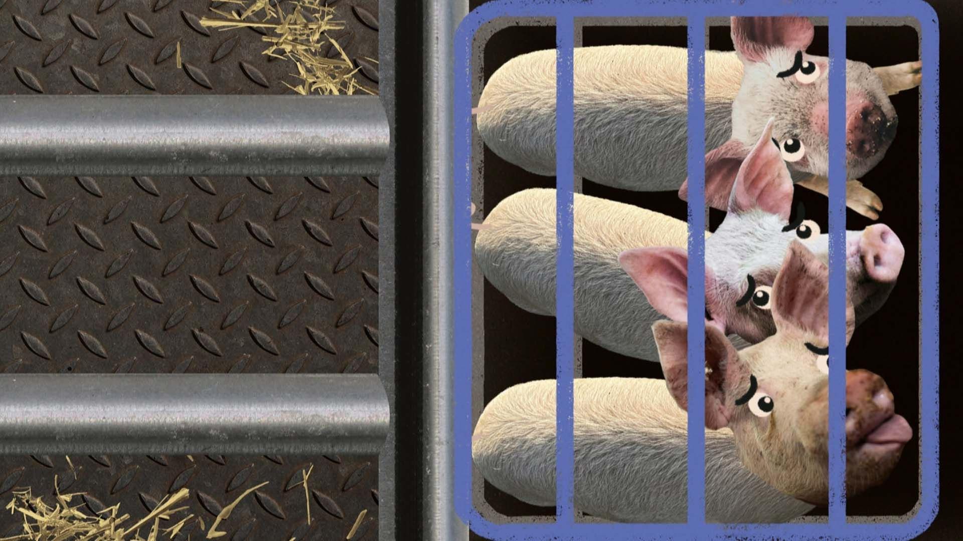 Haben wir schon immer Fleisch gegessen? - Stimmt es, dass ...?