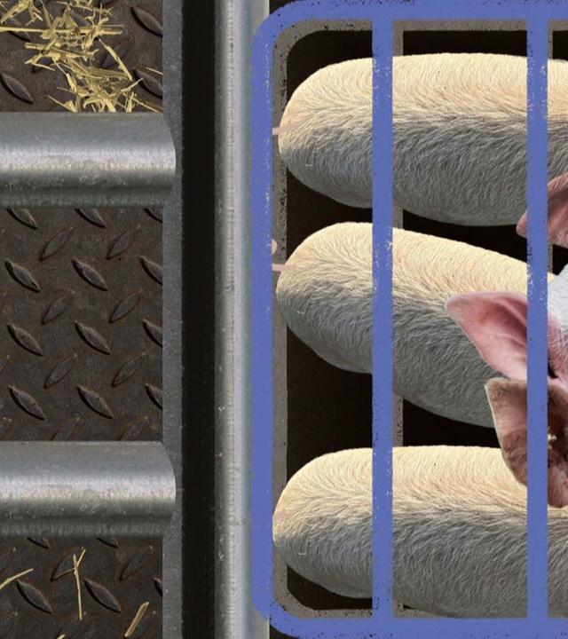 Haben wir schon immer Fleisch gegessen? - Stimmt es, dass ...?