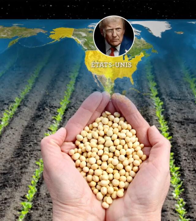 Mit offenen Karten - Die Sojabohne, eine geopolitische Pflanze