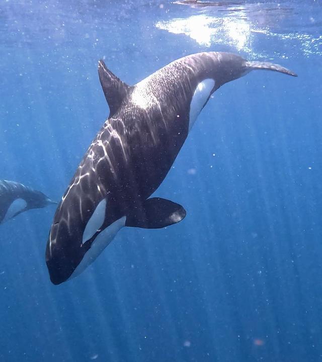 Re: Aufstand der Orcas?