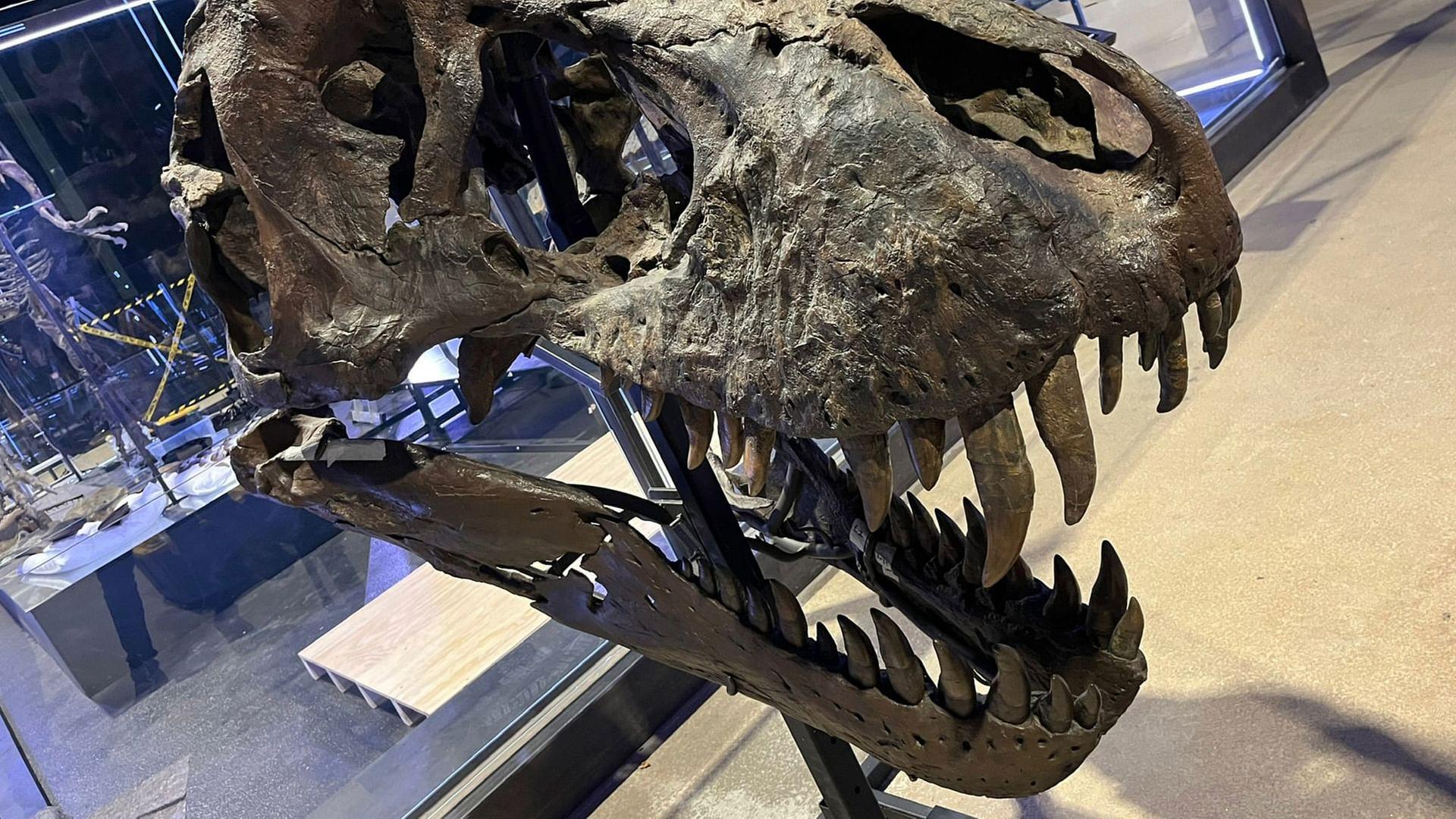 Re: Das Geschäft mit Dino-Fossilien