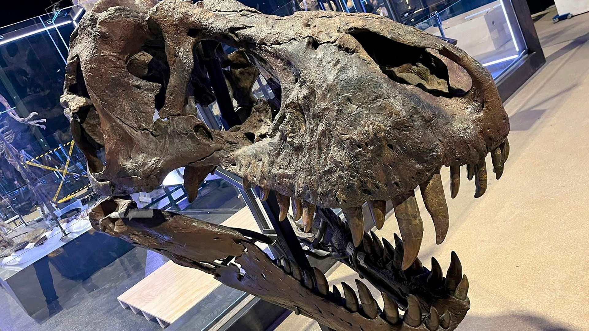 Re: Das Geschäft mit Dino-Fossilien