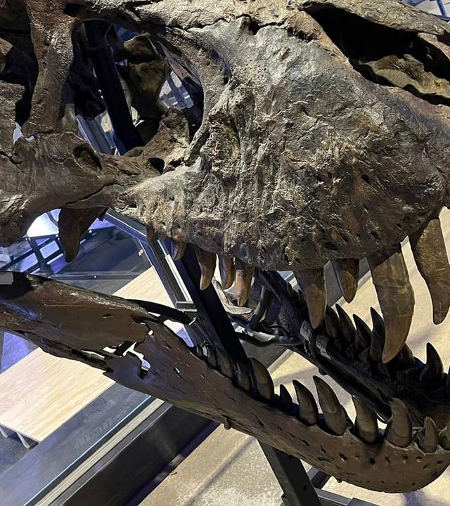 Re: Das Geschäft mit Dino-Fossilien