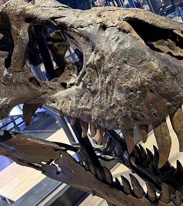 Re: Das Geschäft mit Dino-Fossilien