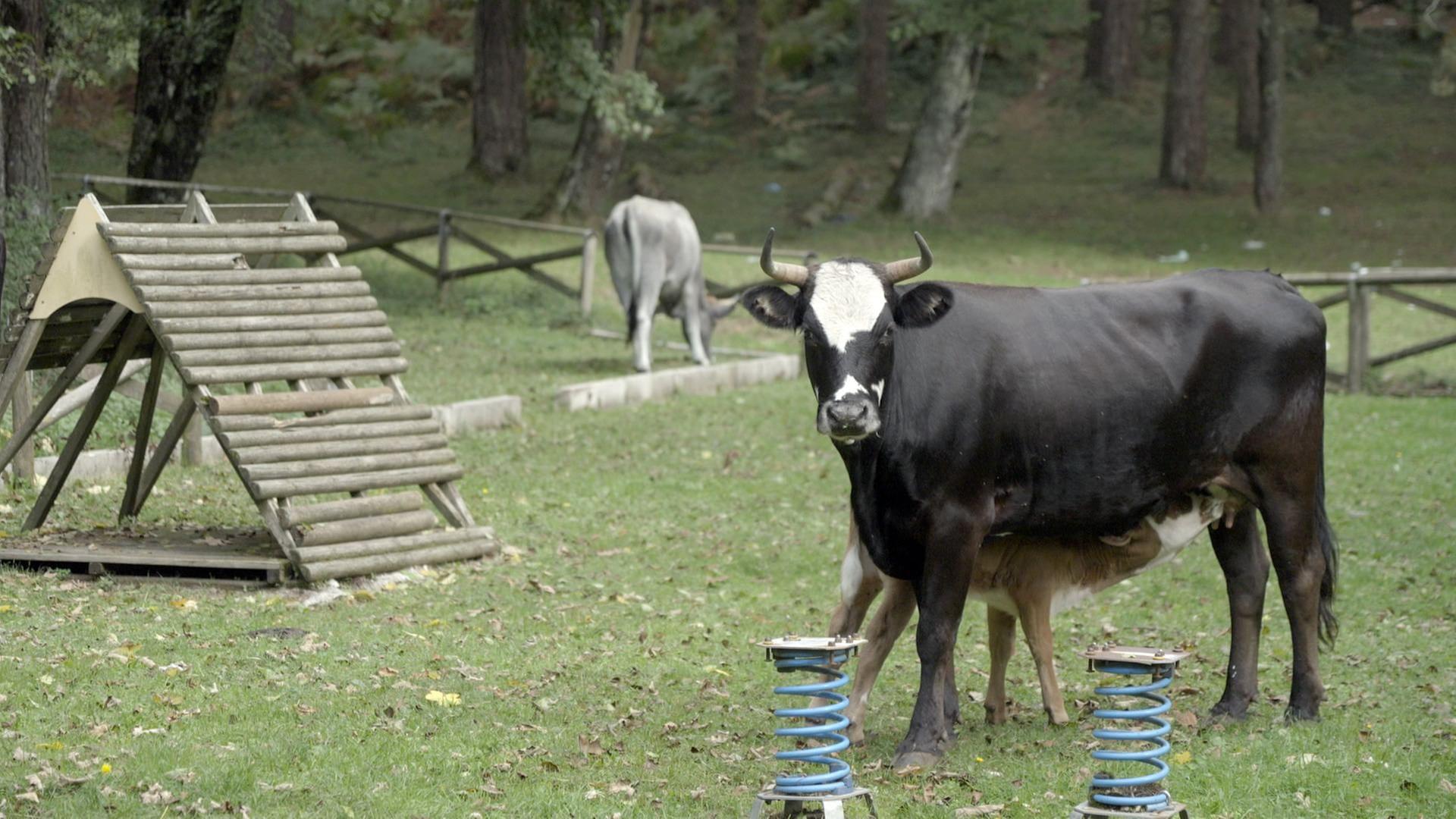 Re: Die heiligen Kühe der Mafia
