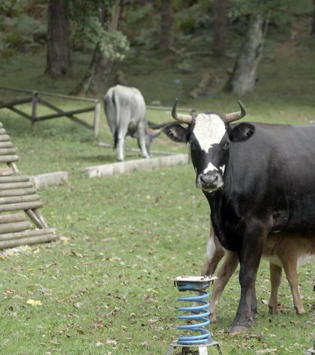 Re: Die heiligen Kühe der Mafia