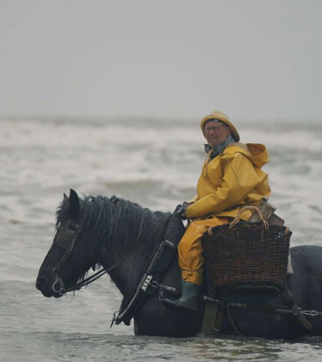 Re: Die letzten Pferdefischer Belgiens