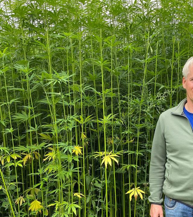 Re: Die Rückkehr der Hanffaser