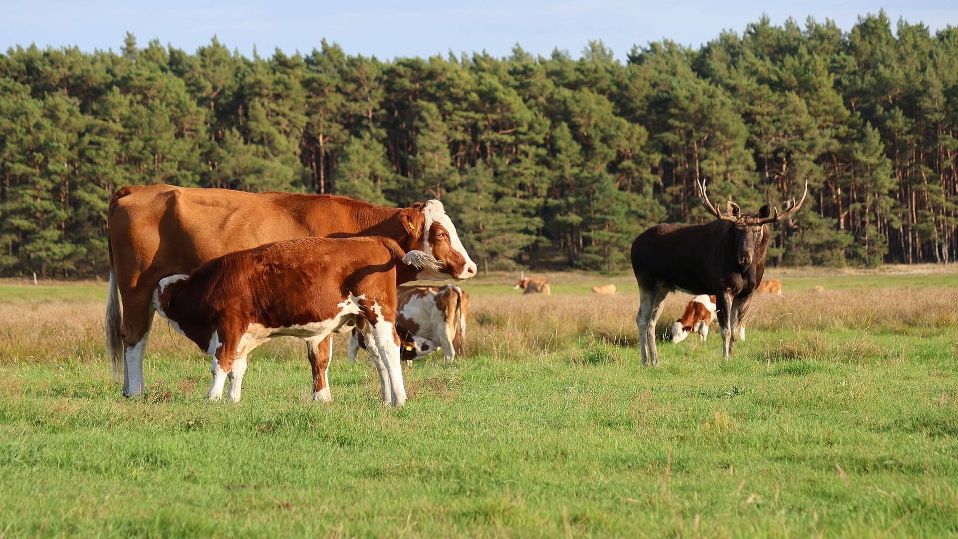 Re: Elchalarm, die Waldriesen sind zurück