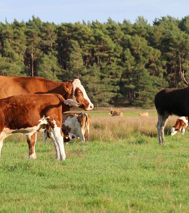 Re: Elchalarm, die Waldriesen sind zurück