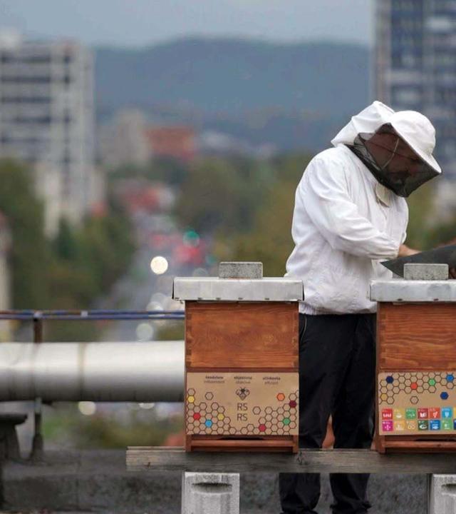 Re: Im Land der Bienen