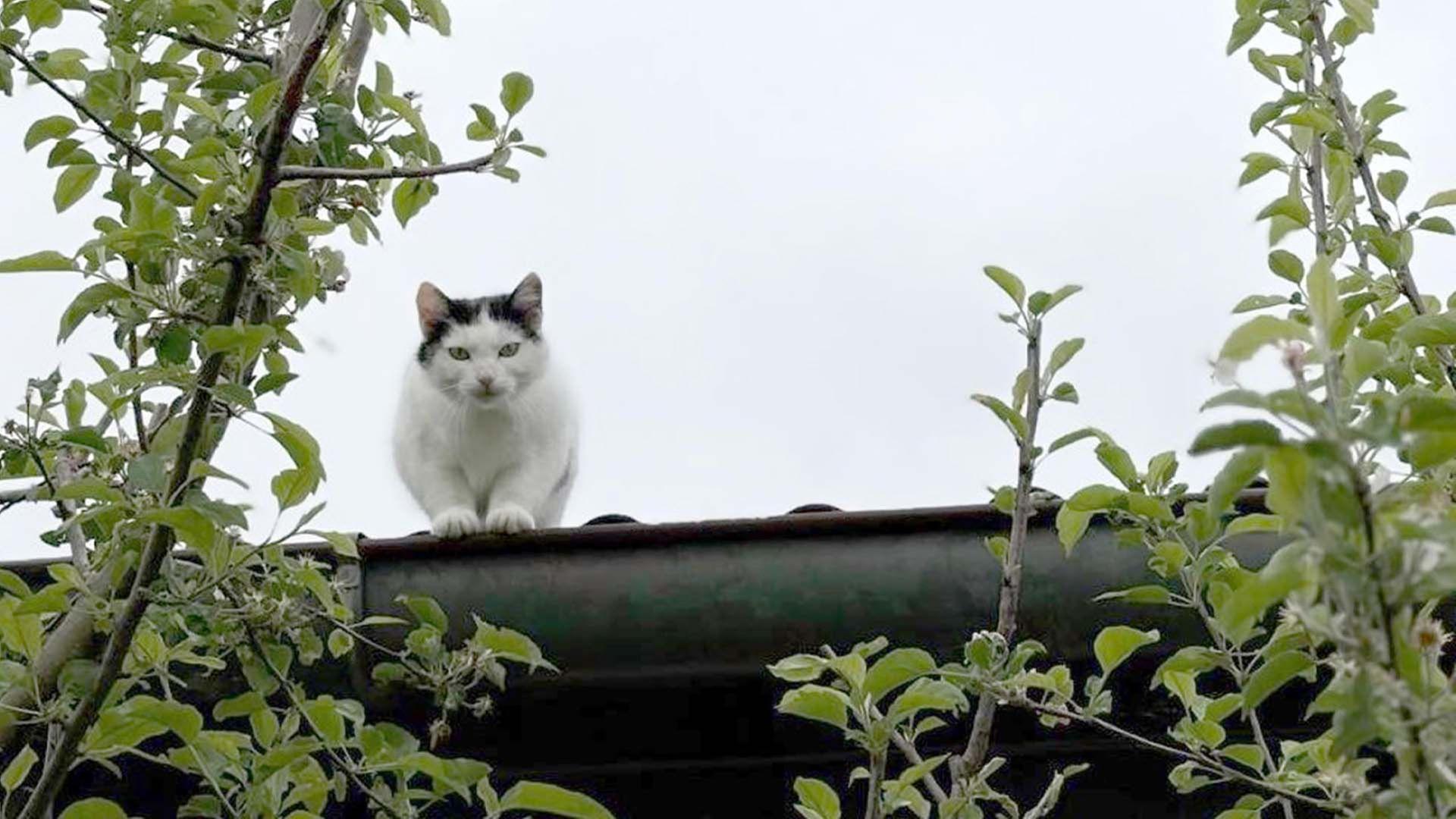 Re: Jagd auf Katzen?