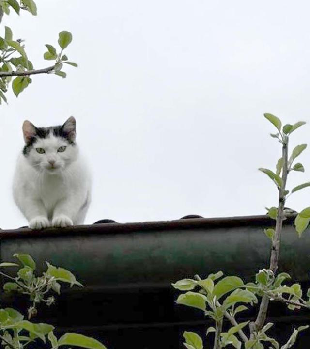 Re: Jagd auf Katzen?