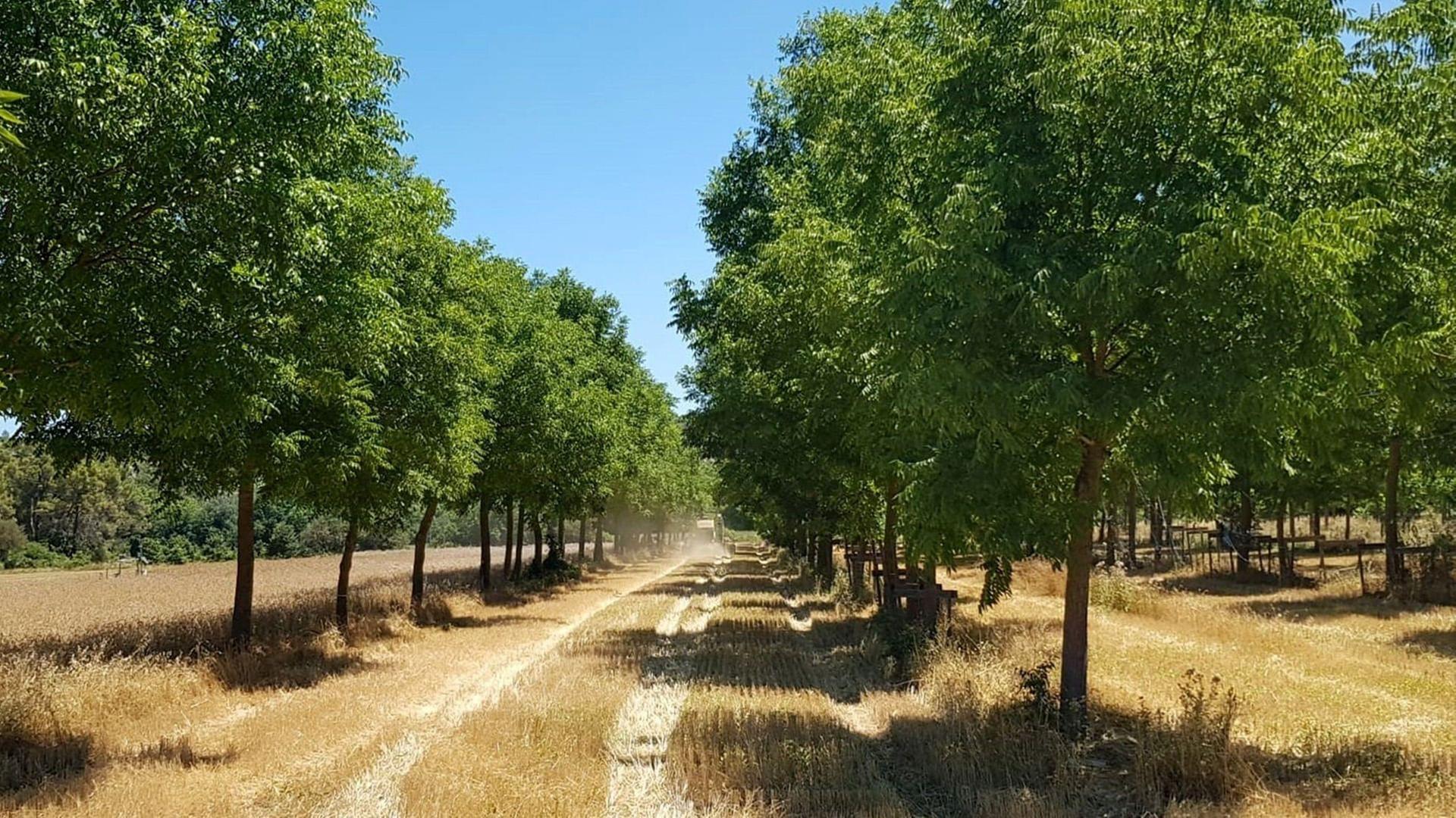 Re: Mit Bäumen gegen die Dürre - Wie Agroforstwirtschaft unsere Felder schützt
