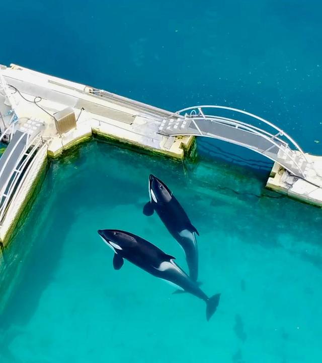 Re: Orca-Shows am Ende?