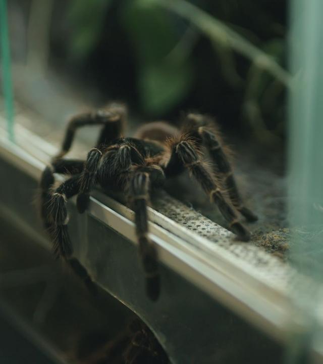 Re: Spinnen: Zwischen Furcht und Faszination