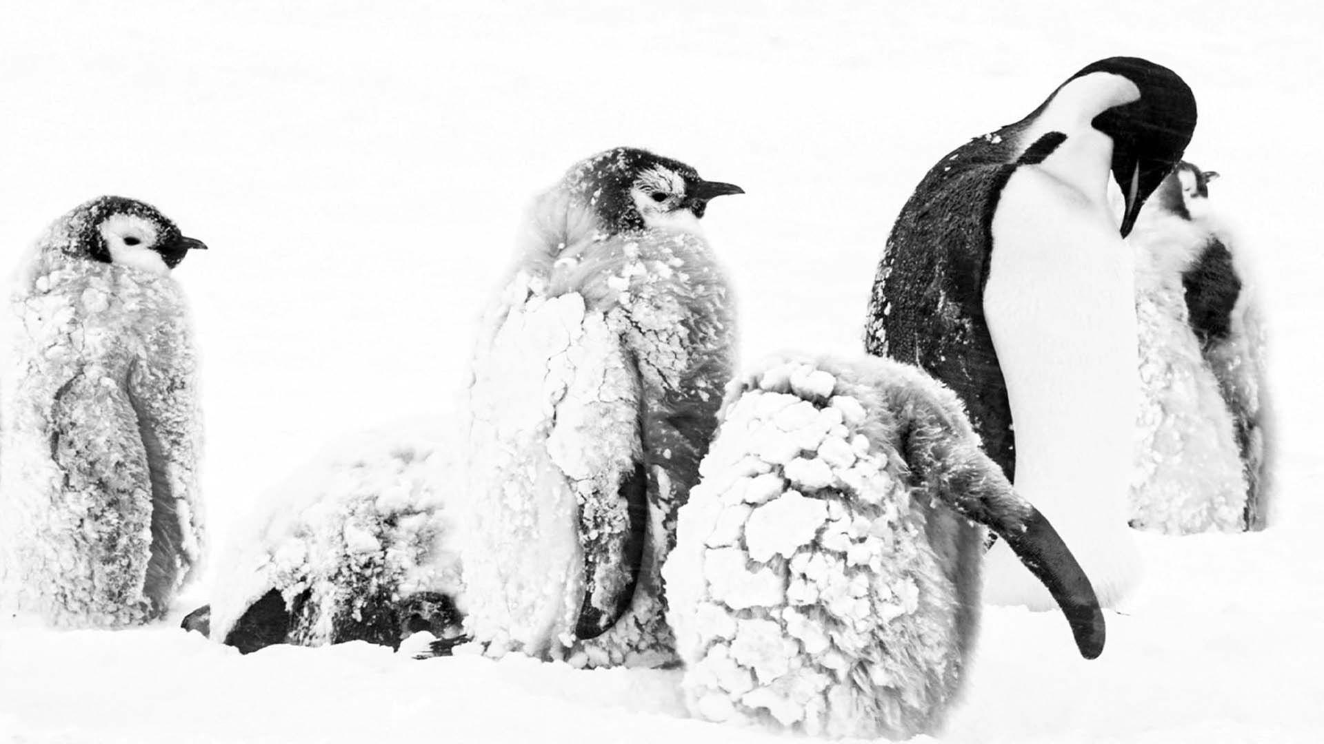 Rückkehr zum Land der Pinguine