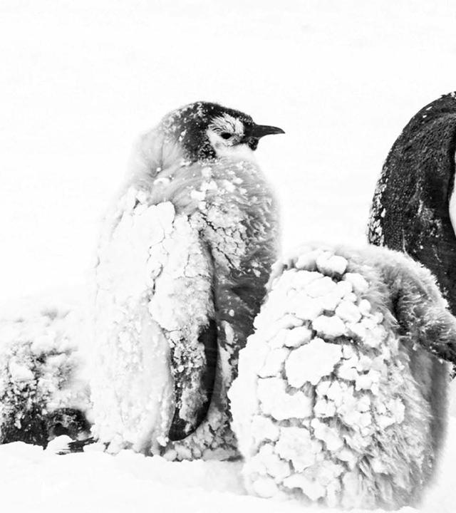 Rückkehr zum Land der Pinguine