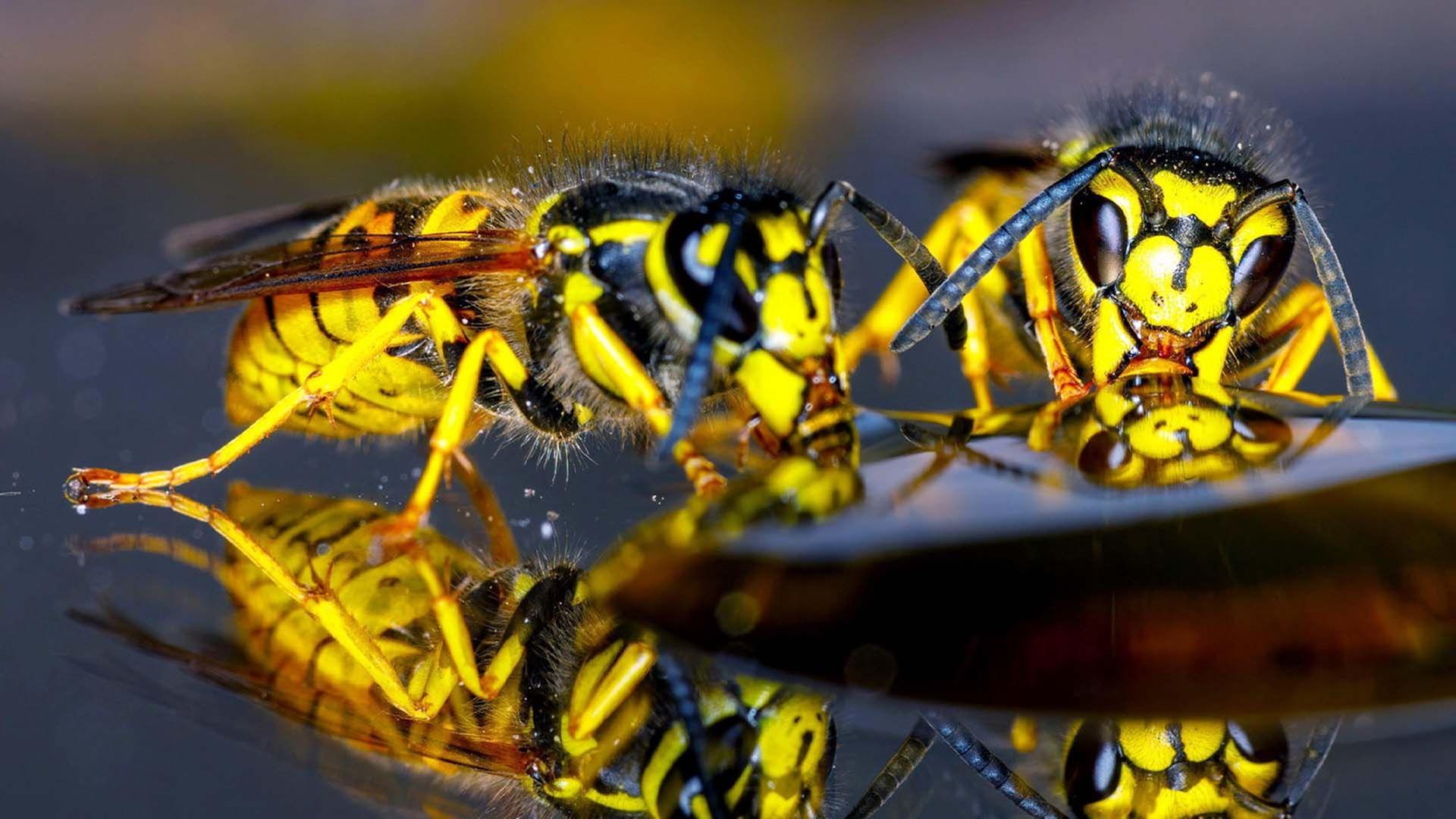 Sind Wespen Gamechanger der Evolution? - 42 - Die Antwort auf fast alles