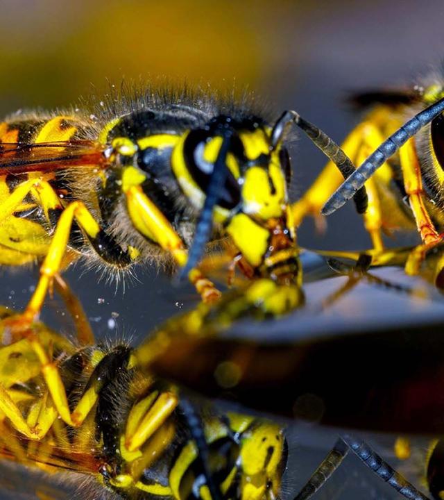 Sind Wespen Gamechanger der Evolution? - 42 - Die Antwort auf fast alles