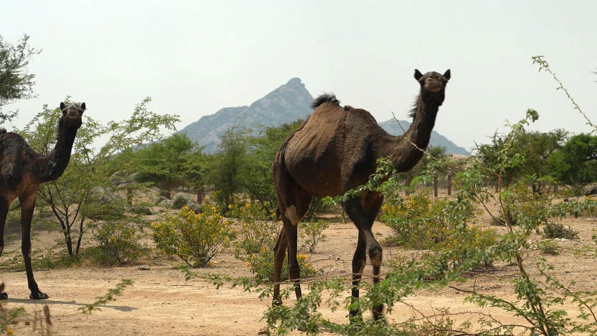 Stadt Land Kunst - Burgund / Rajasthan/ Alpen