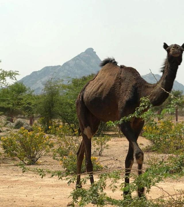 Stadt Land Kunst - Burgund / Rajasthan/ Alpen