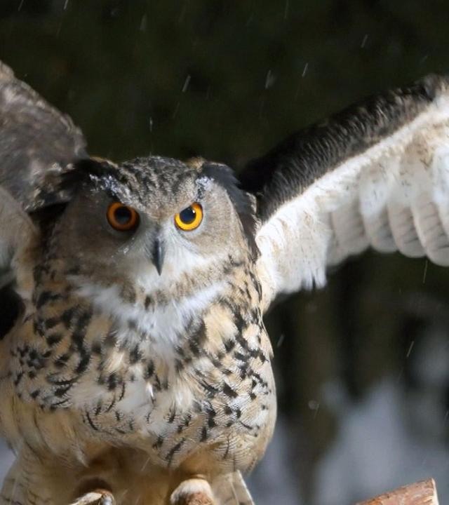 Stadt Land Kunst - Edmond Baudoins Côte d'Azur / Mexiko / Kanada