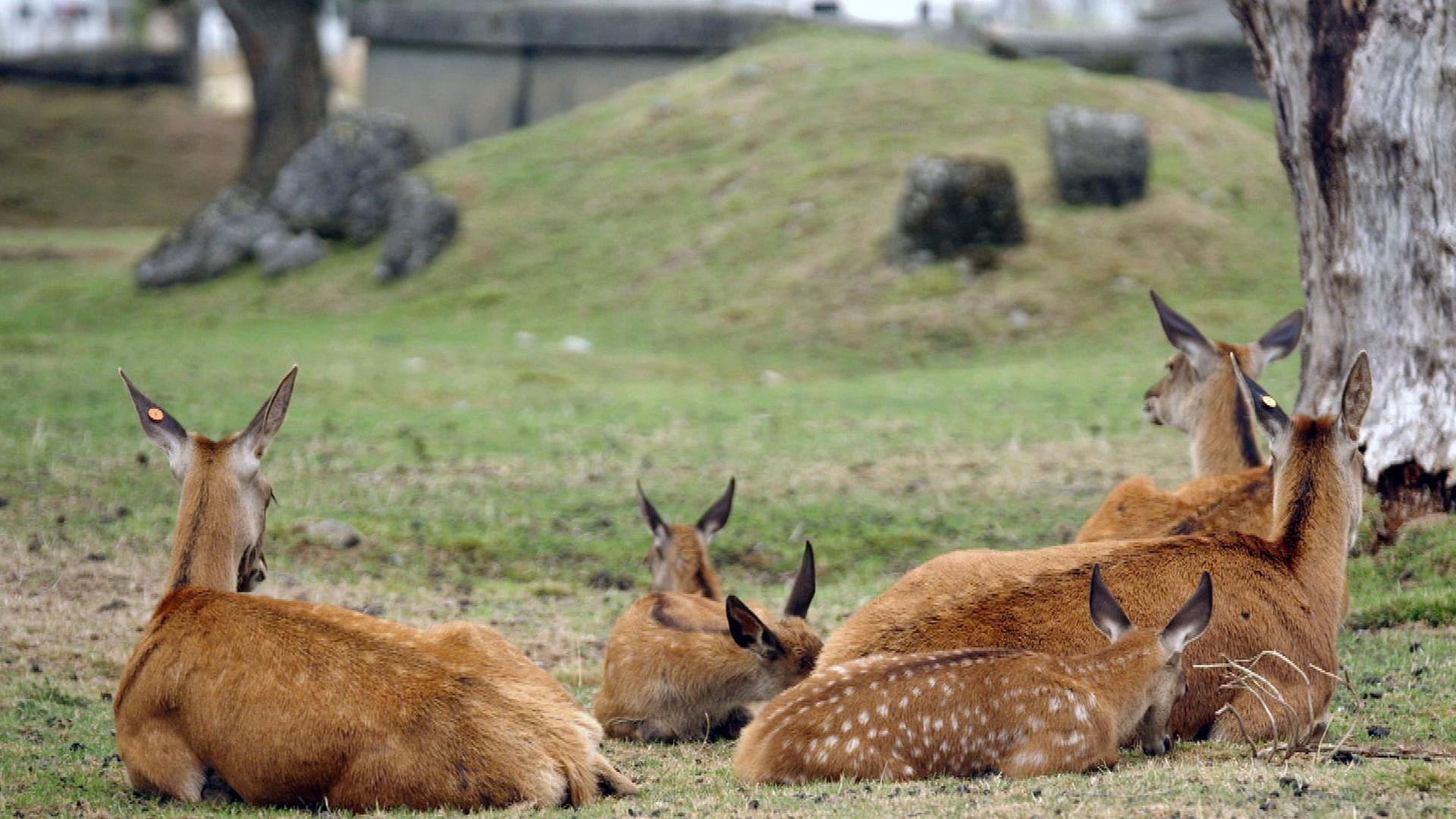 Stadt Land Kunst - Karol Szymanowskis Polen / Neuseeland / Toulouse
