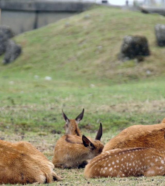 Stadt Land Kunst - Karol Szymanowskis Polen / Neuseeland / Toulouse