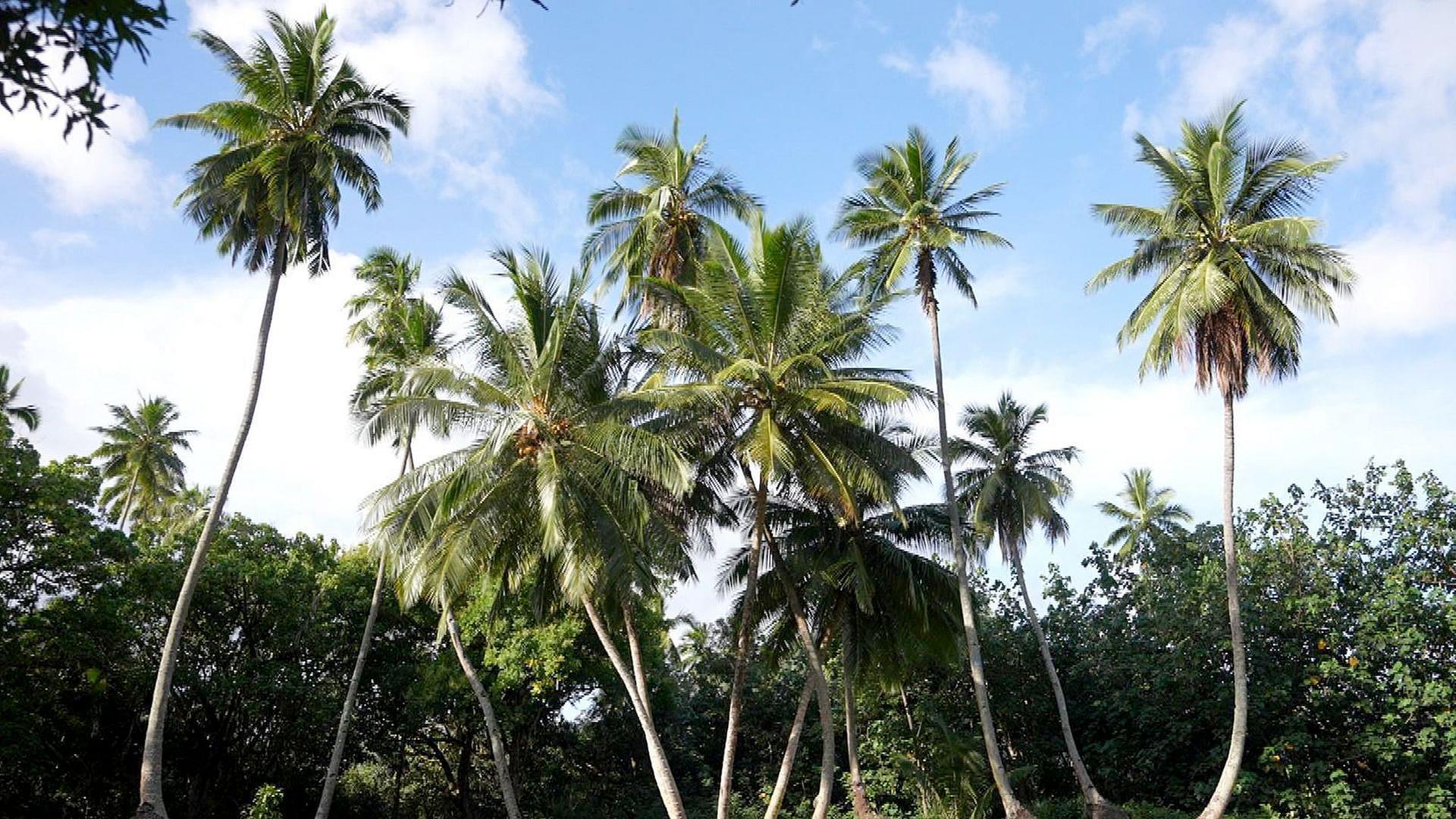 Stadt Land Kunst - Robert Louis Stevensons Marquesas-Inseln / Feuerland / Italien