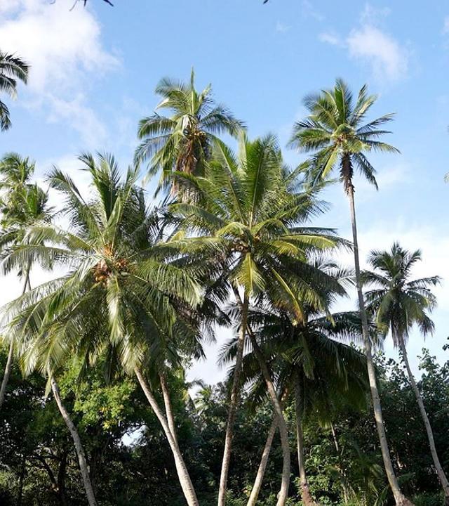 Stadt Land Kunst - Robert Louis Stevensons Marquesas-Inseln / Feuerland / Italien