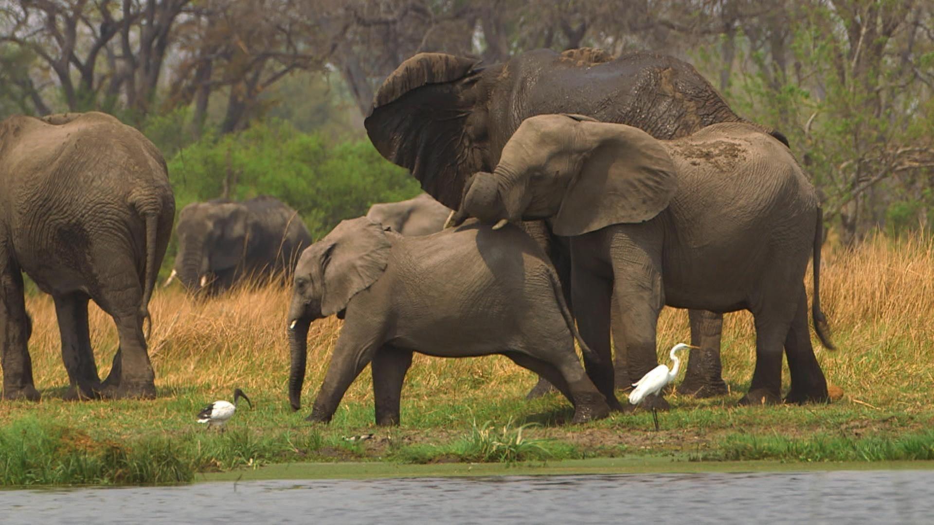 Stadt Land Kunst Spezial - Botsuana