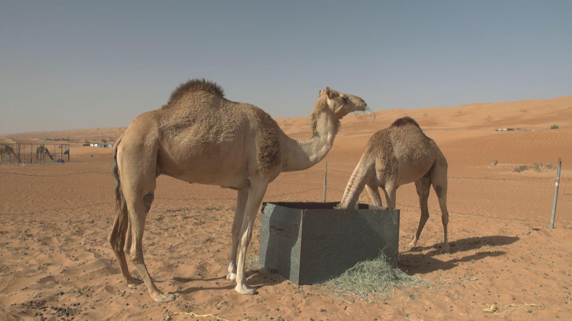 Stadt Land Kunst Spezial - Oman