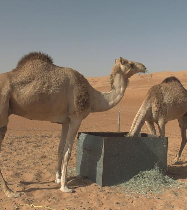 Stadt Land Kunst Spezial - Oman