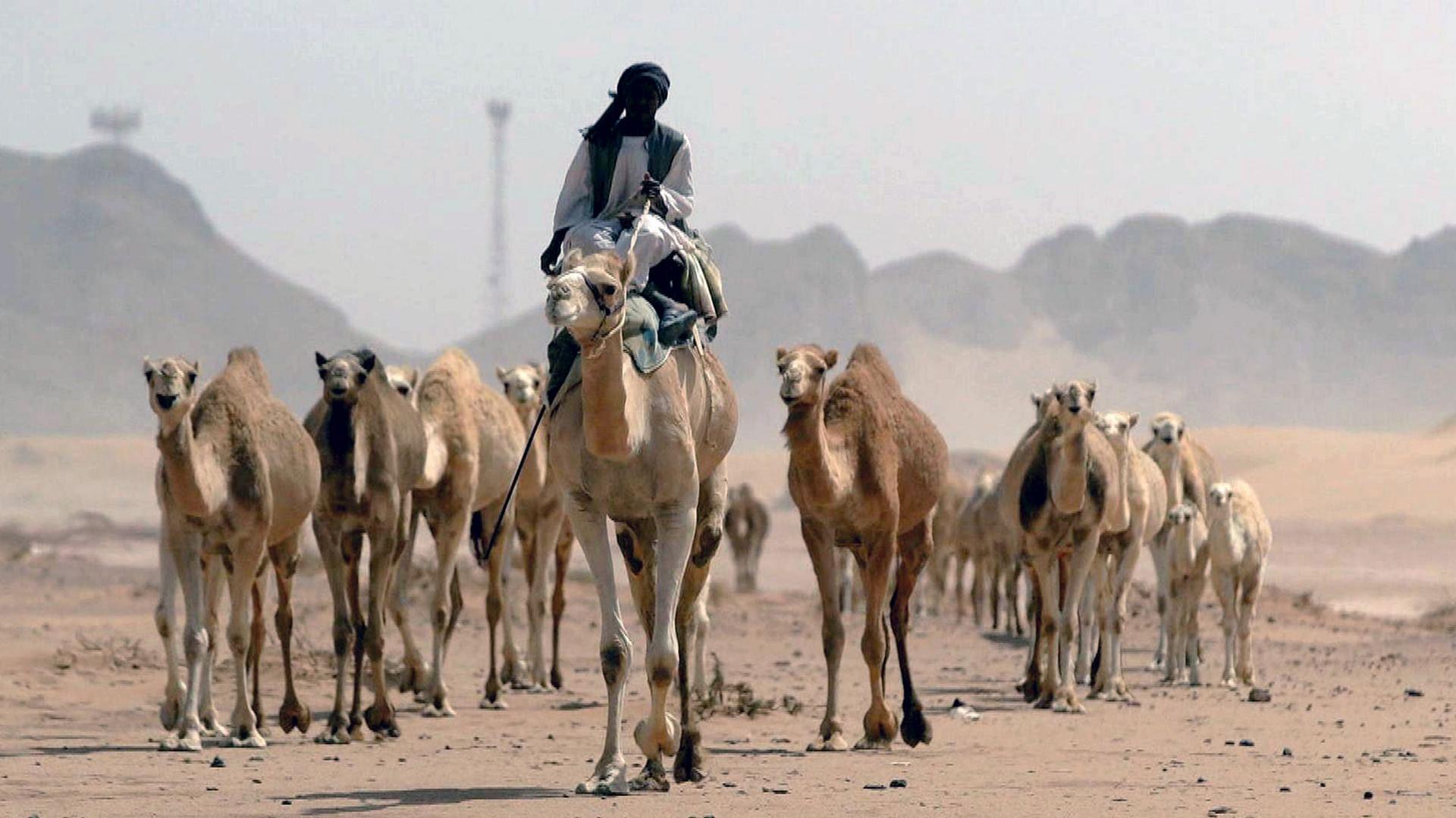 Stadt Land Kunst Spezial - Saudi-Arabien