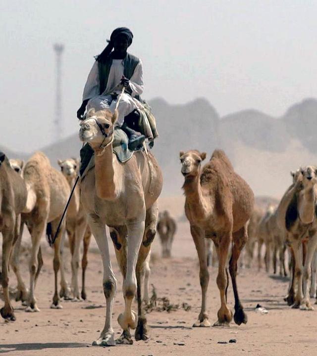 Stadt Land Kunst Spezial - Saudi-Arabien
