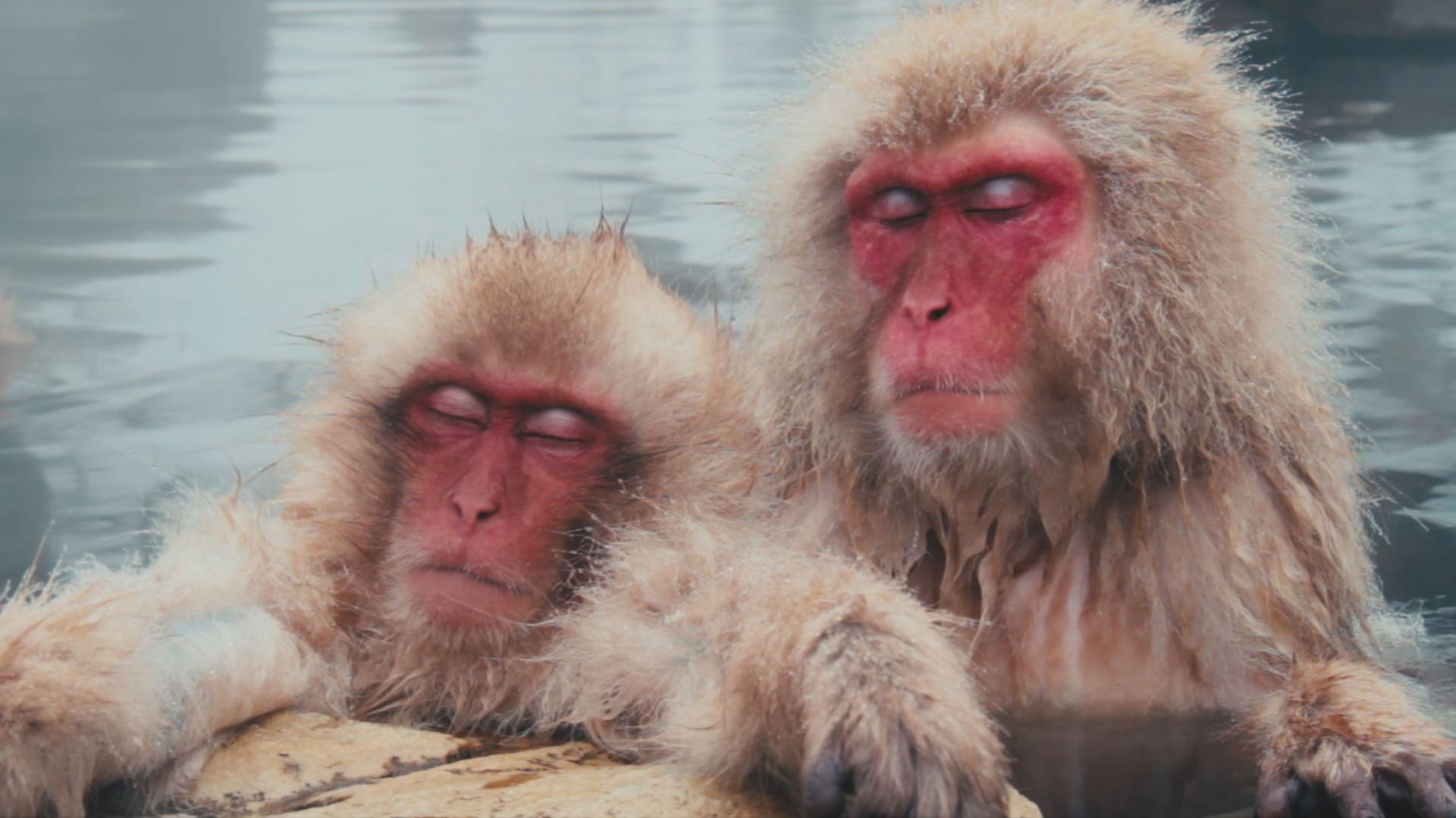 Tierisch müde - Das Rätsel Schlaf