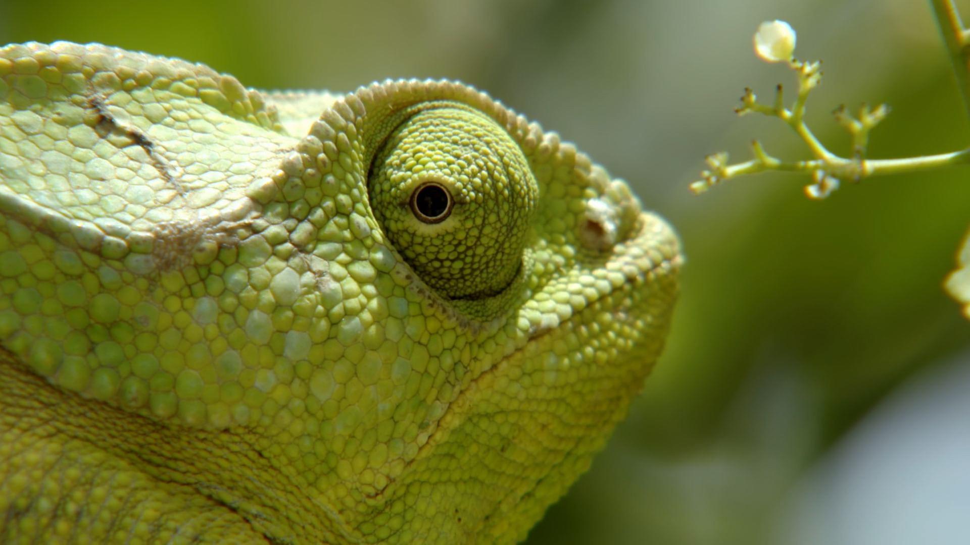 Was Tiere fühlen - Alles im Blick