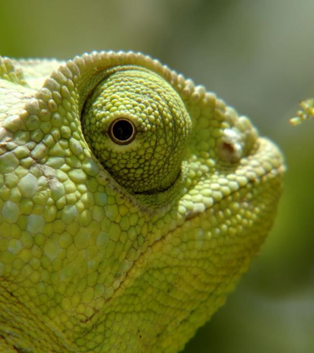 Was Tiere fühlen - Alles im Blick