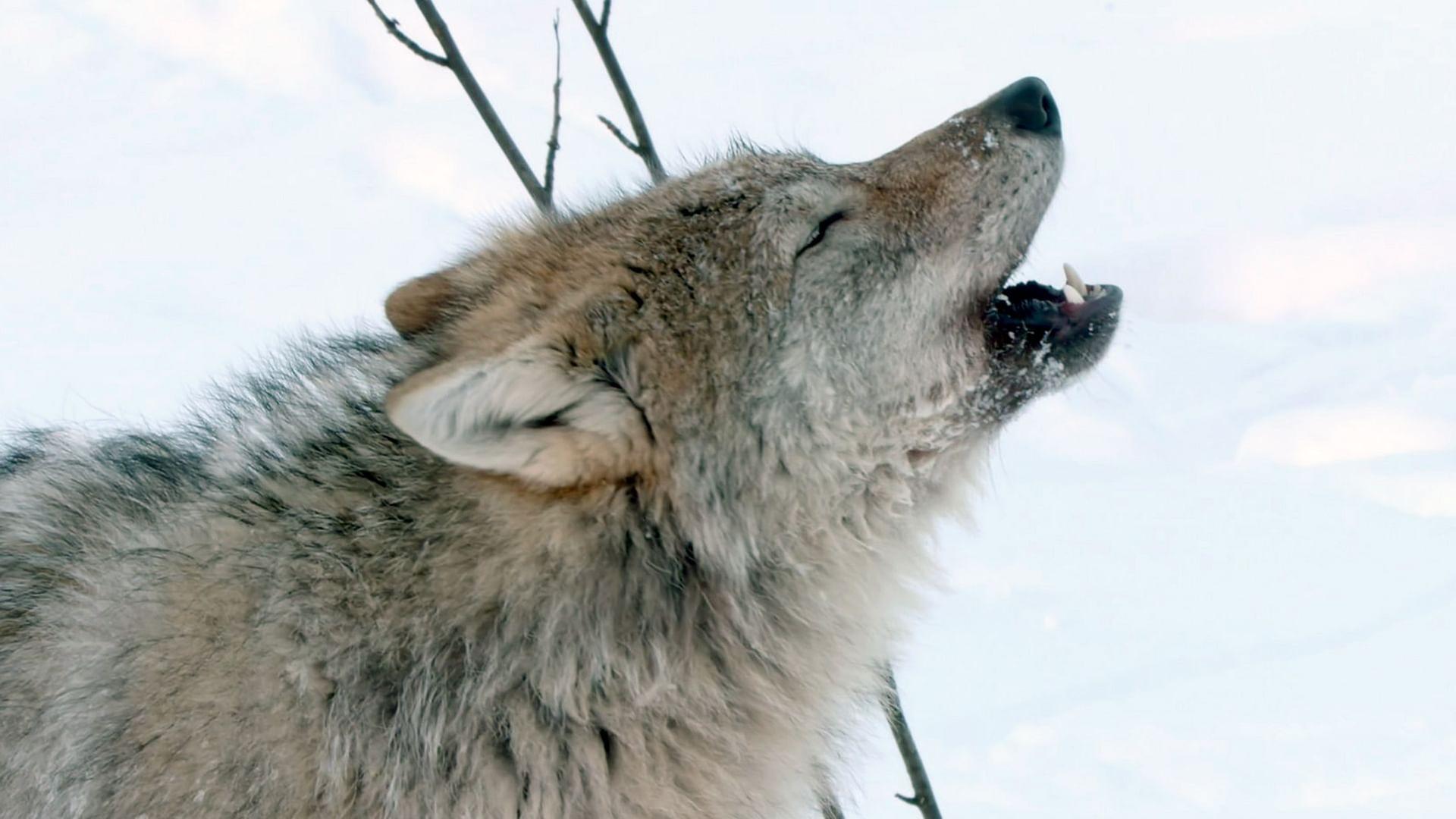 Was Tiere fühlen - Die Hellhörigen
