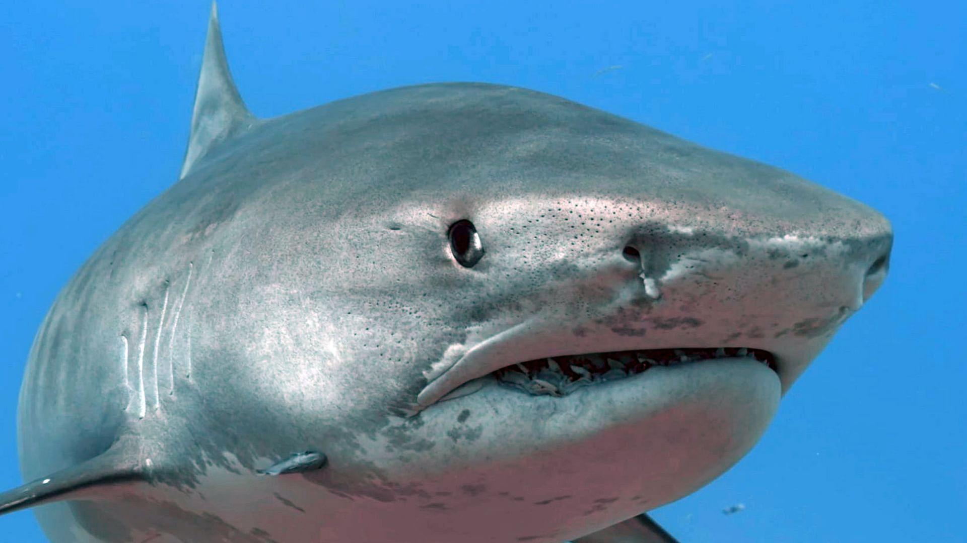 Was Tiere fühlen - Feine Antennen