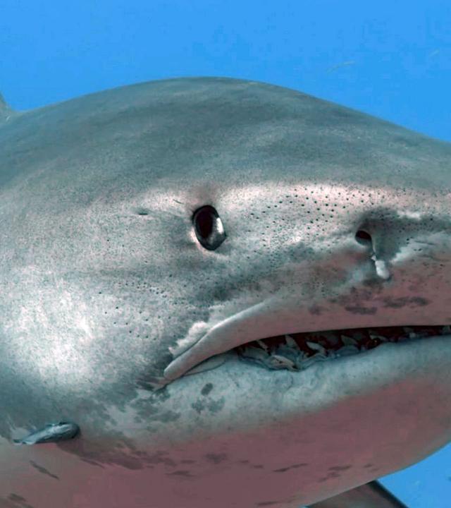 Was Tiere fühlen - Feine Antennen