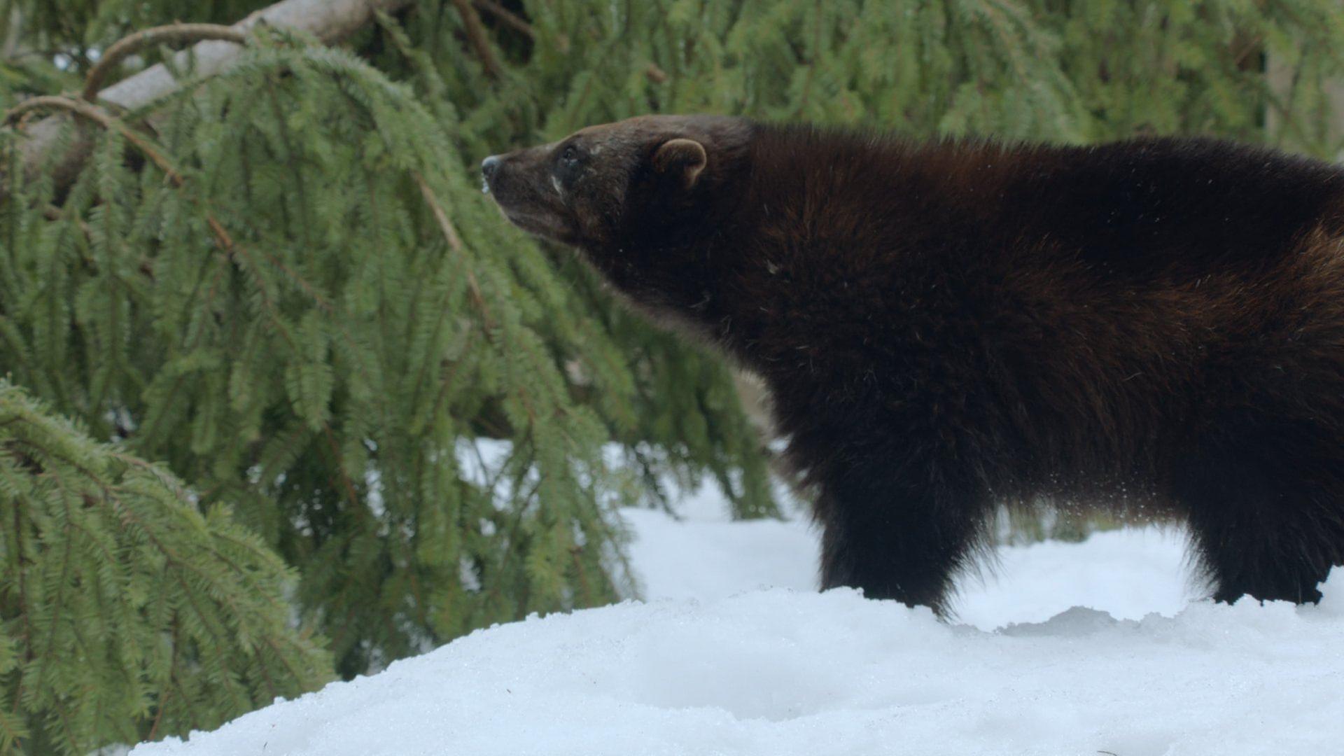 Was Tiere fühlen - Wilde Aromen