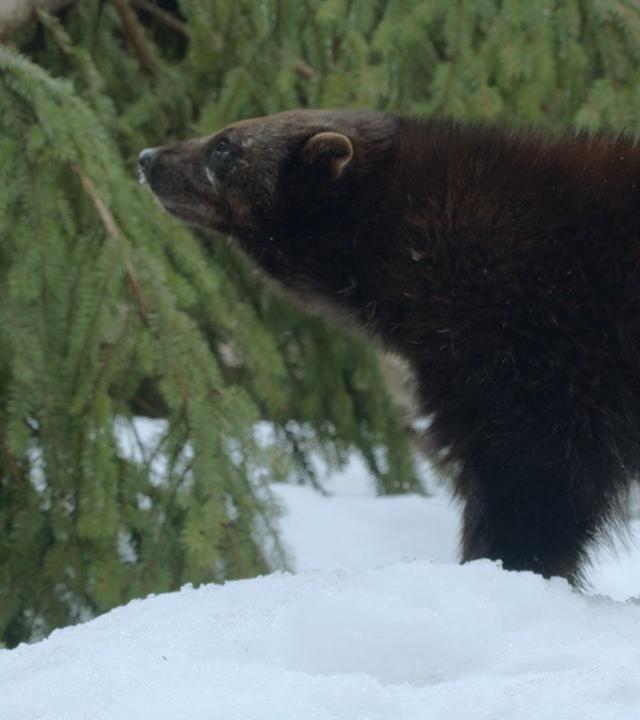 Was Tiere fühlen - Wilde Aromen