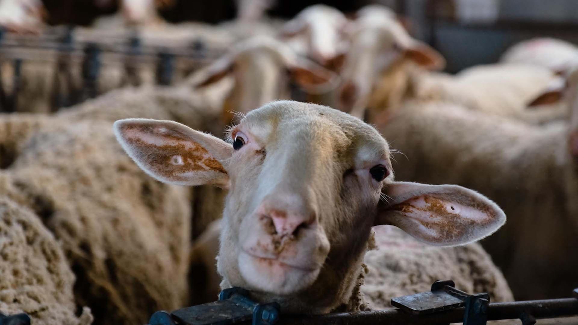 Wie schlau sind die Tiere, die wir essen? - 42 - Die Antwort auf fast alles