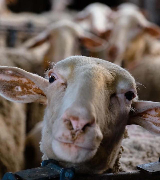 Wie schlau sind die Tiere, die wir essen? - 42 - Die Antwort auf fast alles