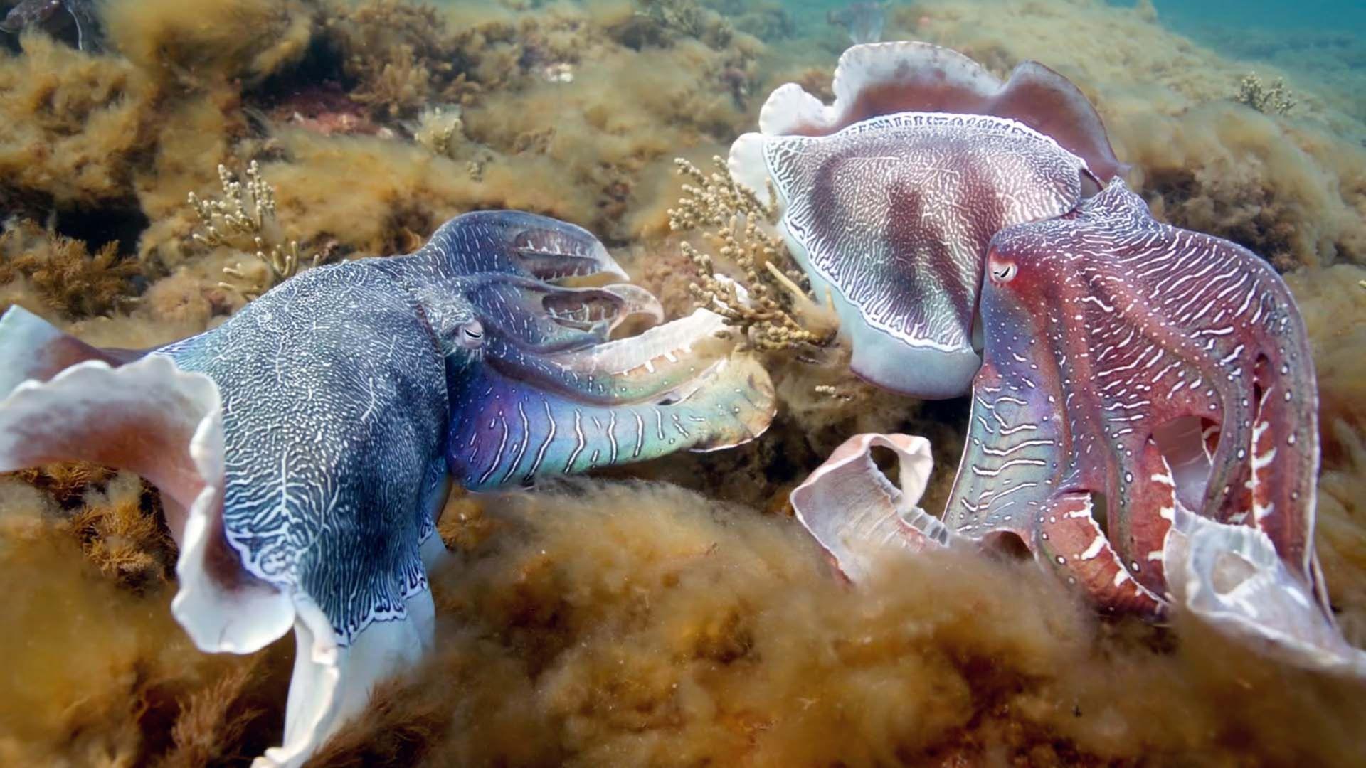 Wilde Liebe - Diversität in der Natur