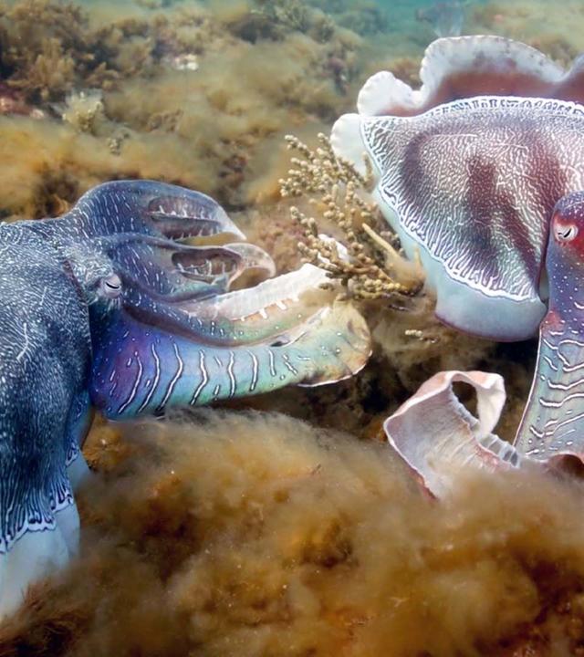 Wilde Liebe - Diversität in der Natur