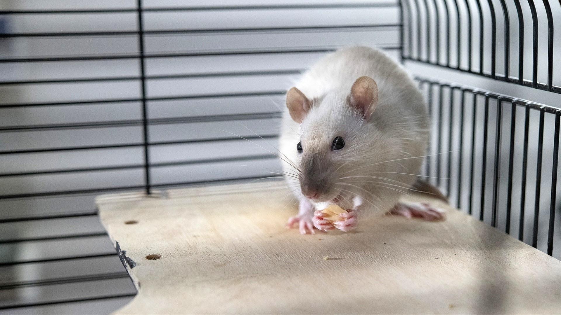 3. Amadeus macht Chaos